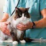 A cat having a check-up at a small animal vet clinic