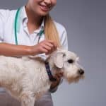 Female veterinarian examines little dog