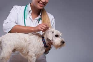 Female veterinarian examines little dog