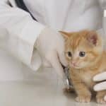 Veterinarian hands examining kitten