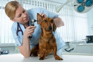 veterinarian doctor making check-up of a dachshund