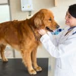 veterinarian visit